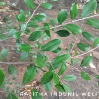 Diospyros ferrea (Willd.) Bakh.